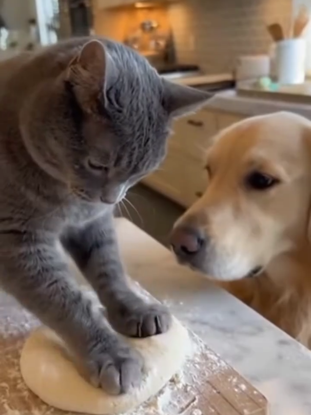 There was a fight between a cat and a dog.And they also love each other #catdoglove #foryou #kitten #funnycat #viral 