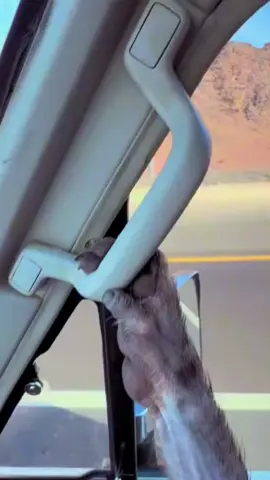 #زقارت #زقرت_حايل #حايل#حايلند #ربع