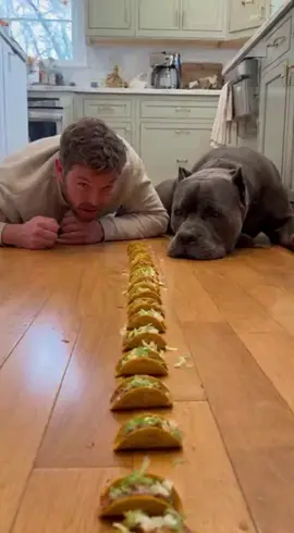 This dog takes competition PERSONAL 😭 #dogsoftiktok #funnydog #dograce #canecorso #dogchallenge     