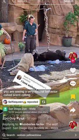 I always knew she was part wolf 🫣 #ancestors  @Zoo Guy Ryan 