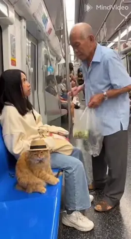 😂😂😂🐈🐈 #sg #sgtiktok #fyp 