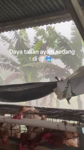 #peternakmuda #ayampertelur #fyp #peternaktua #peternakayam 