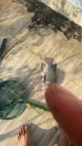 🫣#fhising #nilamerah #storymancing #bahanswmu #nila @xinnn 