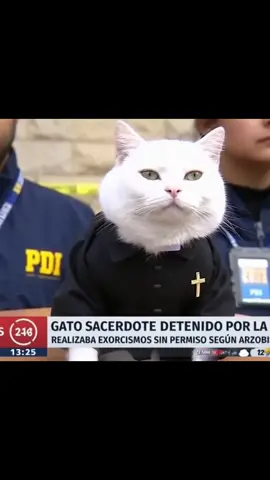 #catsoftiktok #gatos #chile #gatosdetiktok #gatosgraciosos 