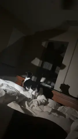 Just the mightiest little mouse in her element! 😂 #doghumor #mightymouse #dogsofinstagram 