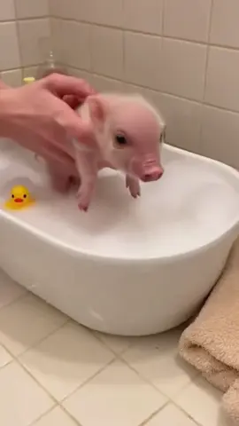 Stop scrolling Pinky’s first bubble bath is pure serotonin 🐷🛁✨ Caring hands lower our pampered piglet into a tiny tub of fluffy bubbles and rubber duckies Nervous little sniffs turn into splashes then full spa day bliss Wait for it a massive bubble lands on her head like a soapy crown Sound on for the tiniest happiest oink Princess Pinky has mastered relaxation and the bathroom is now a sparkle splash zone Join the wild scene: https://sub.dnpl.us/SAA Comment OINK if you heard the squeal Tag a friend who needs piggy spa energy today #PinkythePig #BubbleBath #BabyPigSpa #PamperedPet #CuteAnimals #HeartWarming #SpaDay #BathTime #AdorableSplash #CleanestPig #pigsoftiktok #babyanimal #PetsOfTikTok #asmr #fyp #foryou