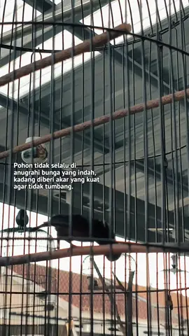 #CapCut #kolibrininjagacor #koningacor #koninmania #kolibrininja 