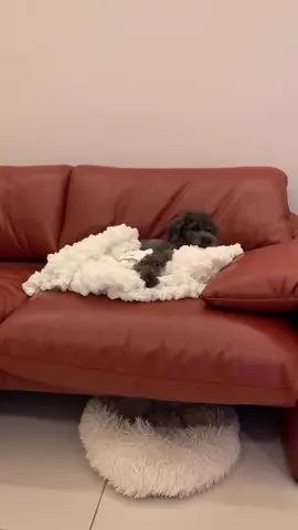 Love bond!❤️😍 #poodle #fyppp #poodlelife 