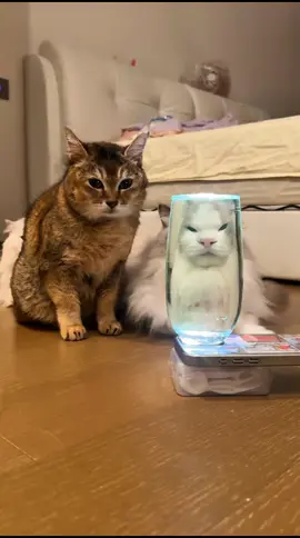 Tole Tole  #cat #catsoftiktok #cats #fyp #kucing     ❣️: 奥斯卡和糖糖姐