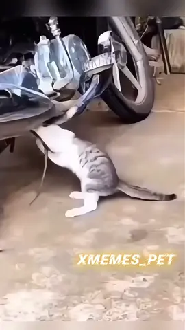 animais engraçados comédia