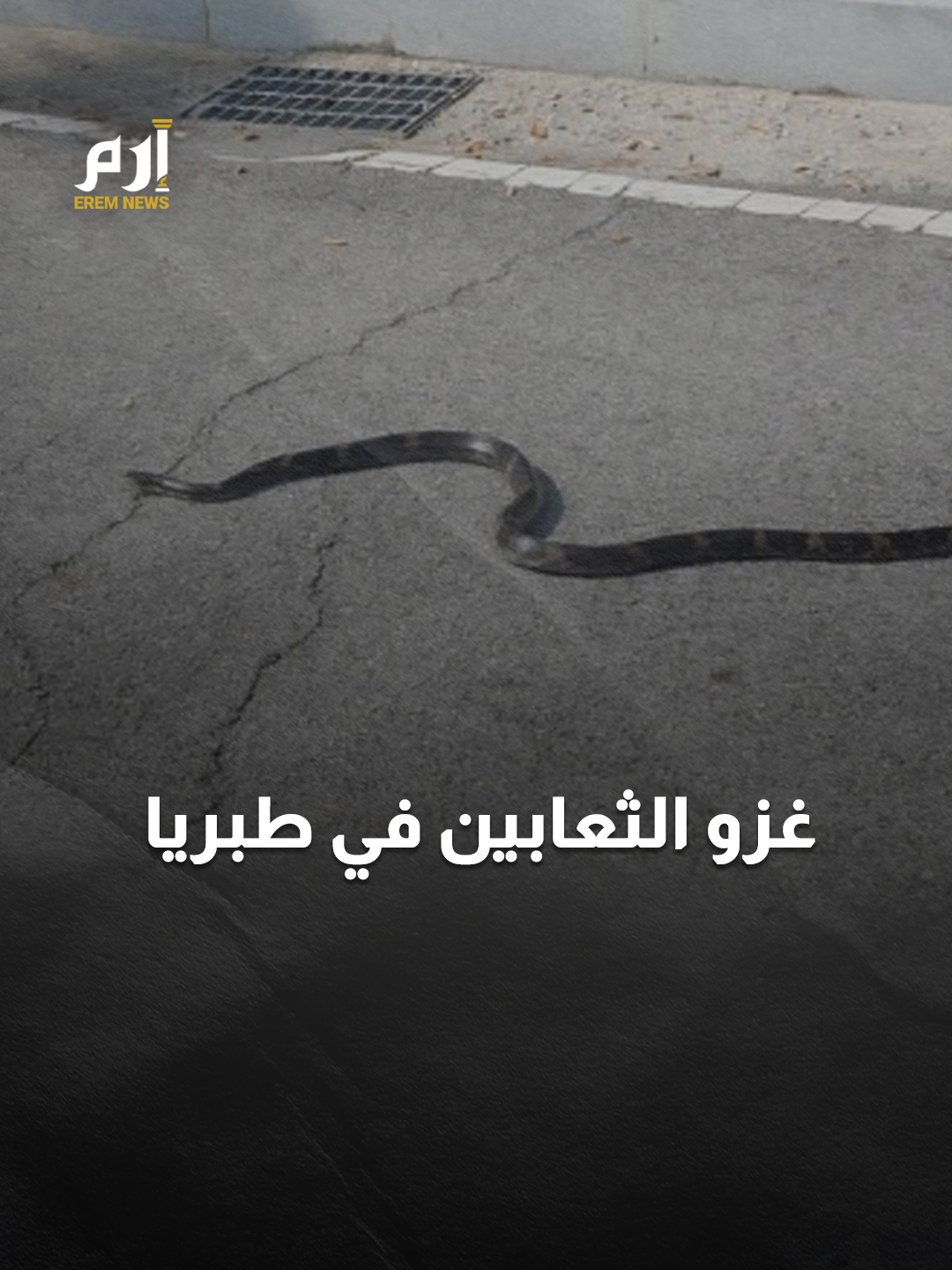 خطر تحت الأرض.. مراكز تكاثر الثعابين تهدد سكان #طبريا #إرم_نيوز #Snakes