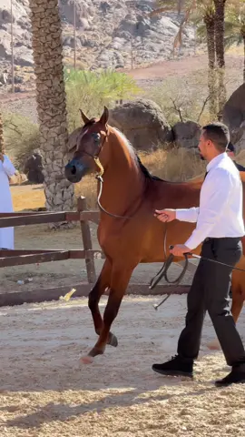 من تصويري ببطولة حائل ، ماشاءالله 😍🤎#خيل_وخياله🐎 #خيل_عربي #بطولة_حائل_لجمال_الخيل_العربية_الاصيلة 