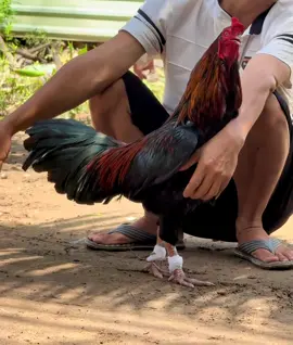 kèo sáng😂😂 #damme #chienke #xuhuong #gachien 