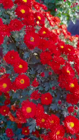 #ولا تلبس الحق بالباطل#القرآن_الكريم #إكسبلورر #DealsForYou #ofertasparati @AiCHA. en Esbañia 