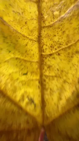 Enjoying the last days of fall 🍁 #columbiarivergorge #multnomahfalls #oregon #oregonhikes #exploreoregon #columbiariver 