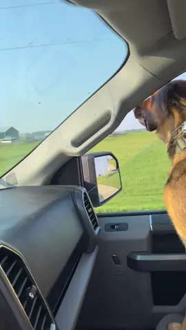 Big fan of #dogtok #germanshepherd #countrymusic #doglife #cruising 