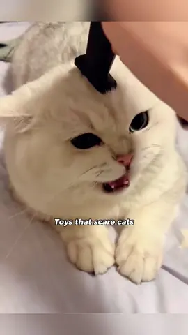 Toys that scare cats #pet #cat #funnycat #kitten #catlovers 