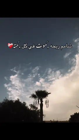 #هوندا🦁👑 #f #fyp #fouryoupage #هوندا_هيوصل_بيكو❤️😍 