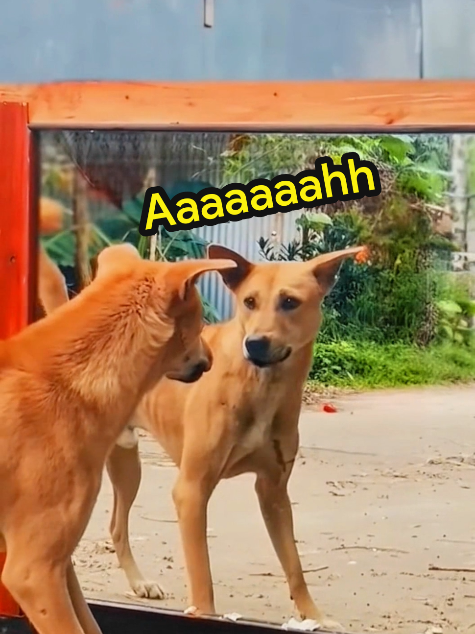 You won’t believe how scared he got of his OWN reflection  #dog #ai #funnyfail #fyp #creatorsearchinsights 