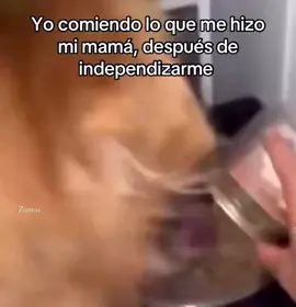 YO COMIENDO LA COMIDA DE MI MAMÁ DESPUÉS DE INDEPENDIZARME 🤣🤣🤣🤣🤣