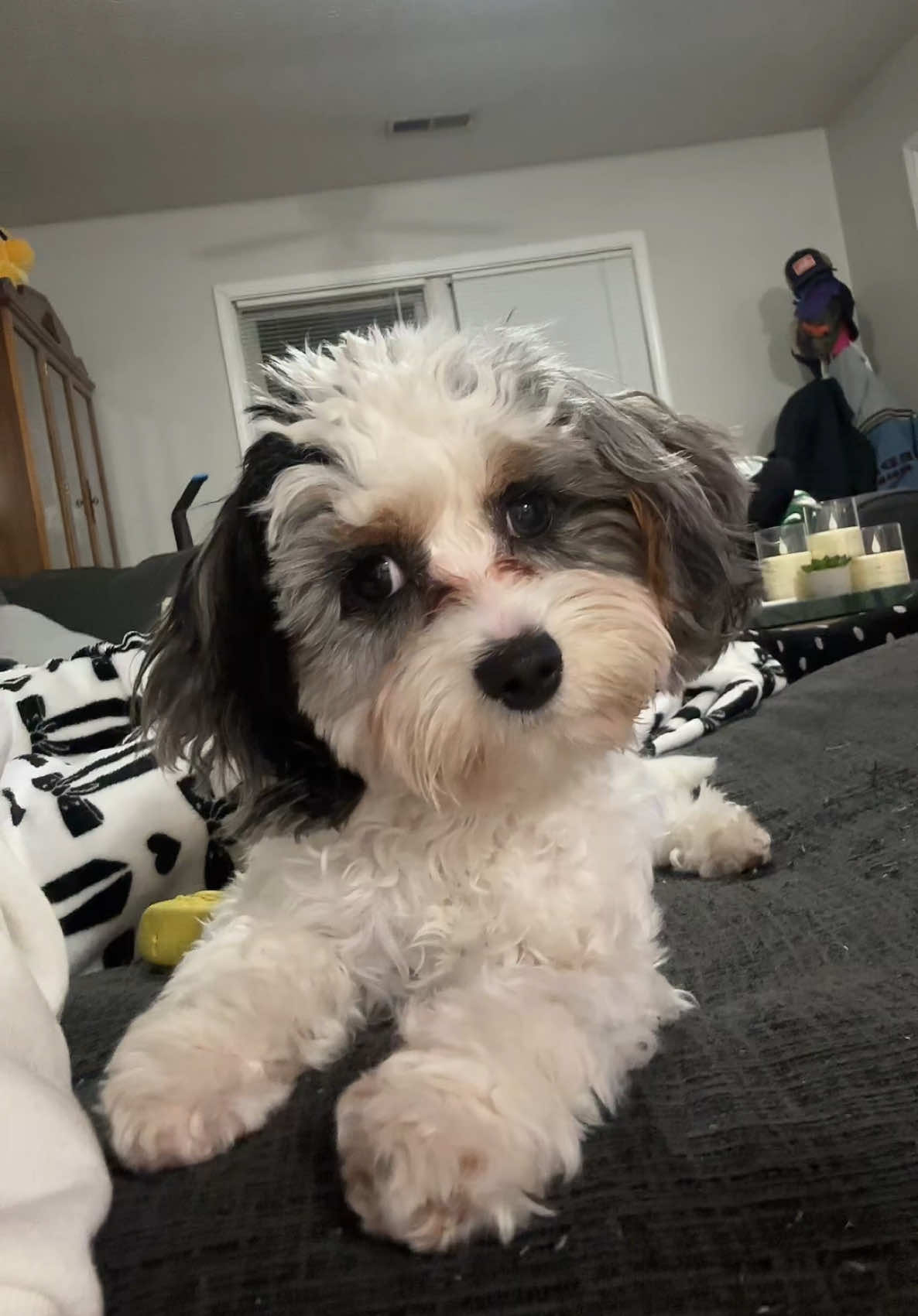 guys don’t make fun of his eyes he’s just a girl #fyp #cavapoo 