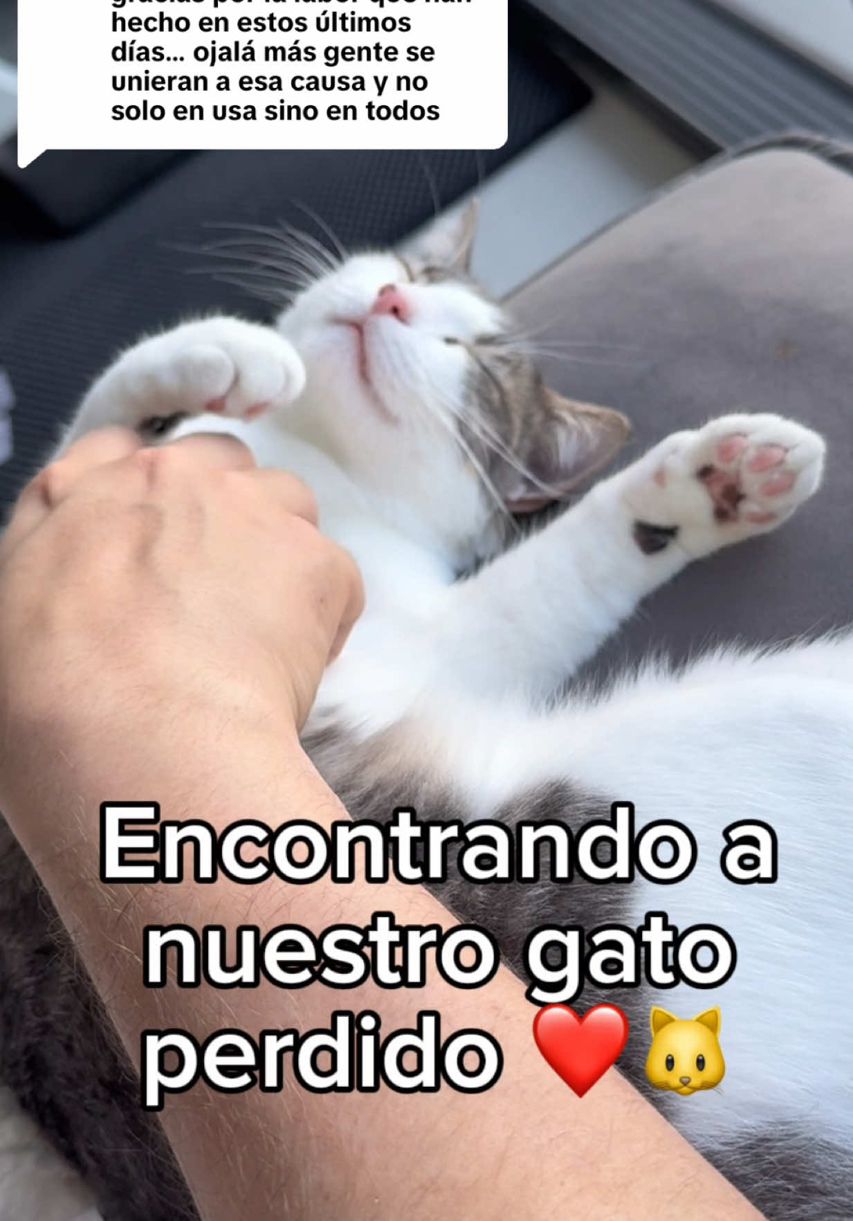 Replying to @Luisa Fernanda Encontrando a nuestro gato perdido ❤️🐱