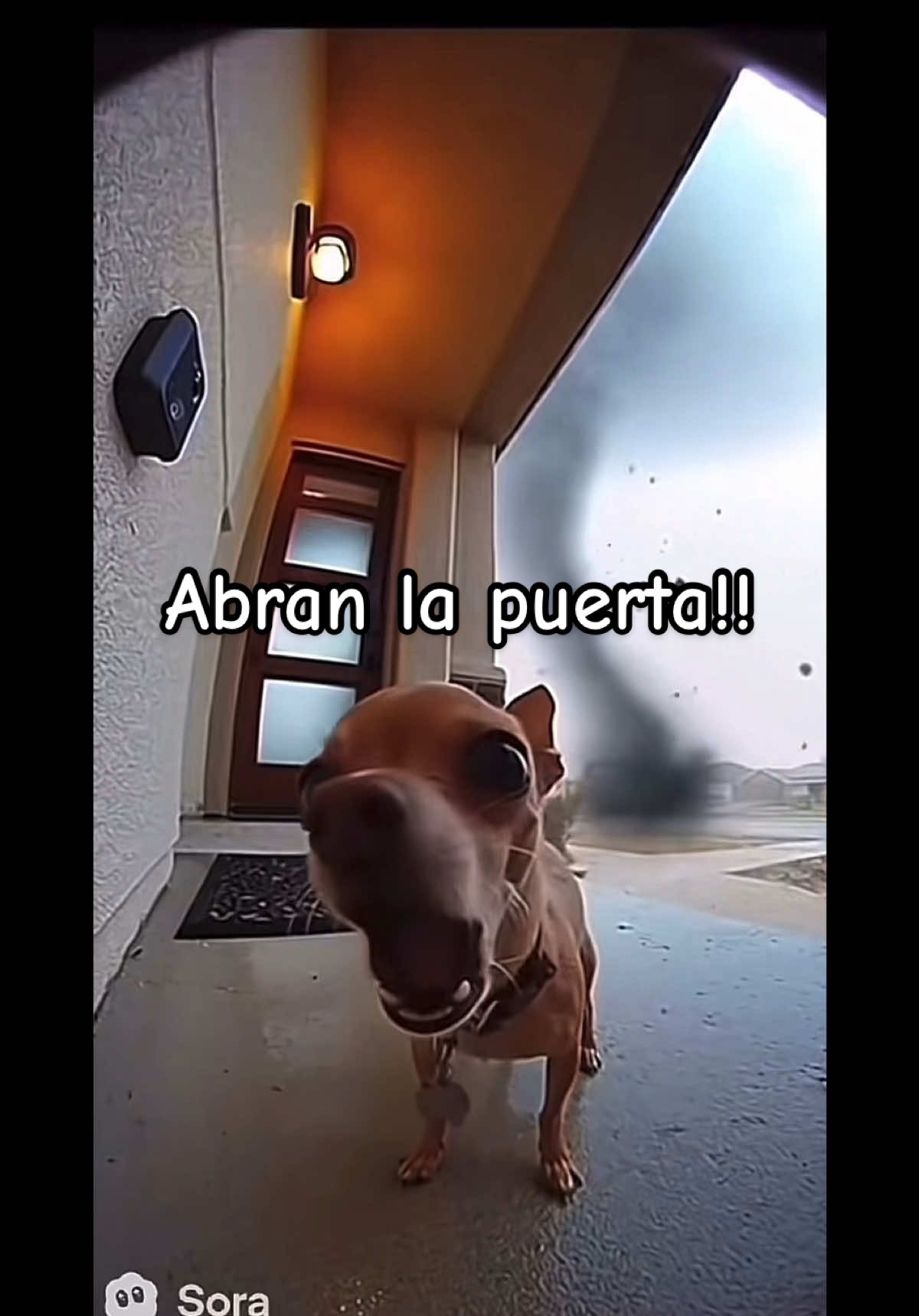Pobre perrito 😂😂😅  #perrito #ia #sora2 #inteligenciaartificial #funnyvideos 
