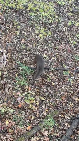 Ummm, we’re basically on em. No literally, I was on em… with that being said I’m still not even thinking about selling my bow and buying a cross 🔫. Just gonna keep lobbing arrows til they connect. #archeryhunting #midwest #LouisianaBowhunter 