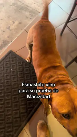 Prueba de Macizidad a Esmashito ❣️🐶 VENGAN 📍 Avenida Tláhuac 6624 #perritos #hamburguesa #esmashito #emprendimiento #animalitos 