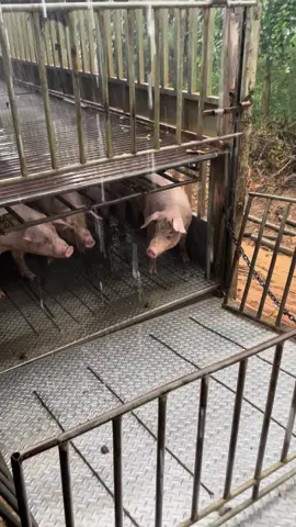 Kiếm được đồng tiền vất vả quá.