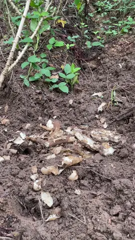 ไอ่ตัวร้ายอีกแล้ว🐾🐗 #พรานอนุบาล #ชอบเที่ยวป่า #นิยมไพร 