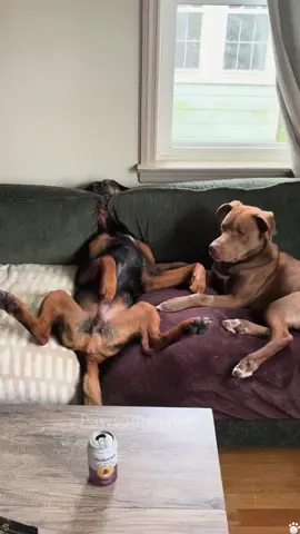 When sleep hits different 😴😂#funny #dog #funnydog #cutedog #dogsoftiktok 