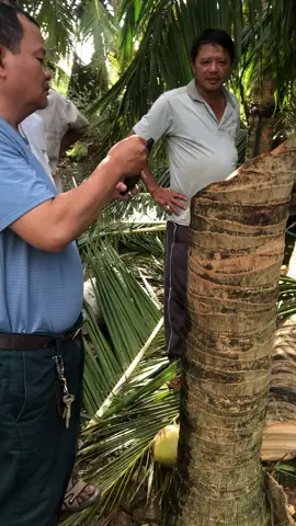 Tôn cắt ngọt hơn máy cưa nữa mà 😧😧😧 #bão13 #phuyen 