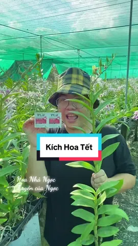 Các bác hay hỏi em làm sao ra hoa như vườn em? Thì nay e bật mí cho cả nhà mình nha! #chuyencuangoc #hoanhangoc #hoalanhodiep #orchid #hoalan 