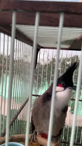 Mở lên luyện giọng tông đôi nào ae 🤣🇻🇳#chaomao #kichluachaomao #BúaCM 