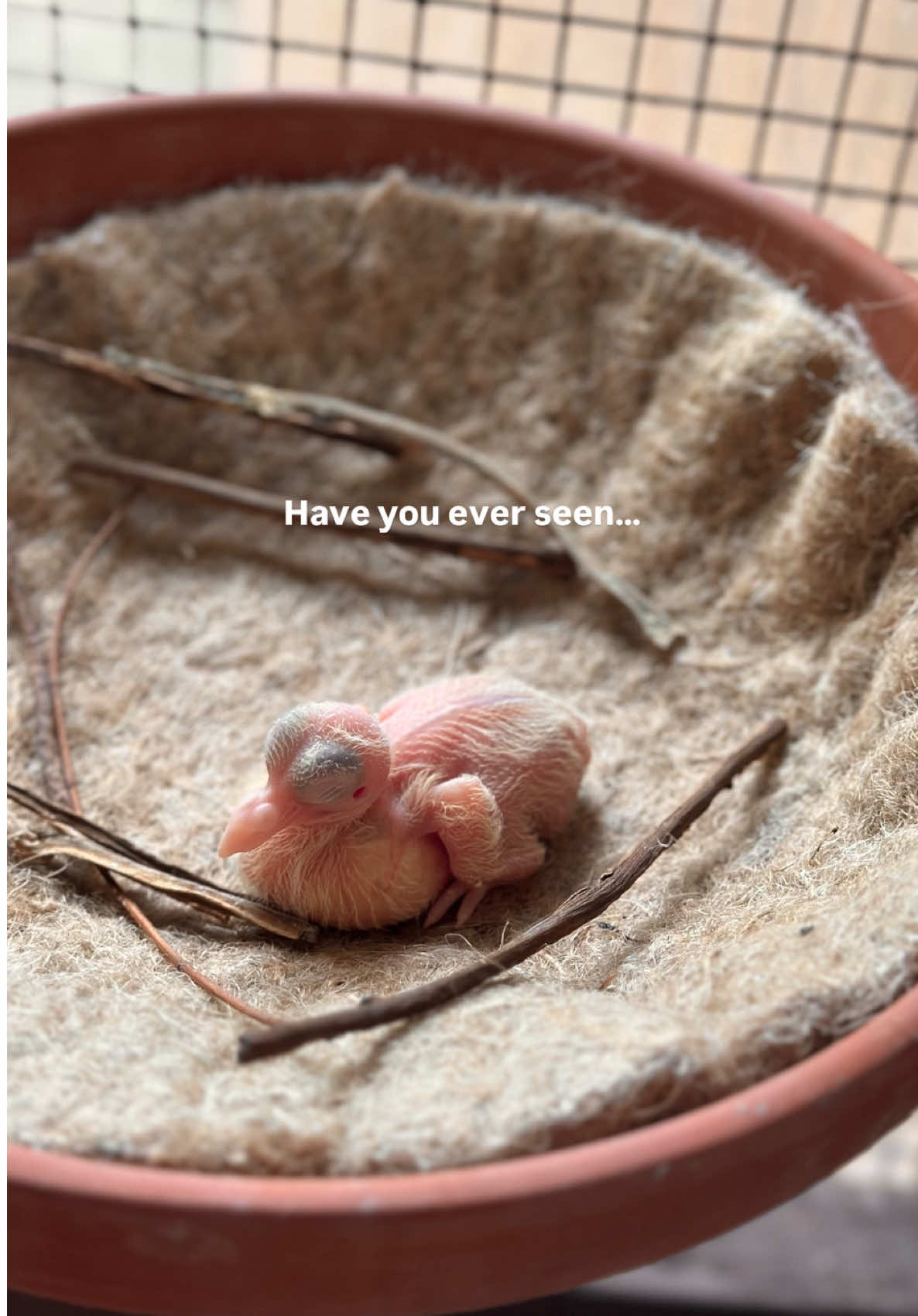 Have you ever seen a baby pigeon?  #babypigeon #petpigeons #pigeonsoftiktok #cuteanimals #fypシ 
