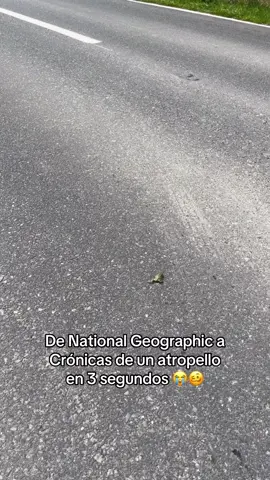 Pobre ranita!🥹 #fypシ゚ #parati #viraltiktok  