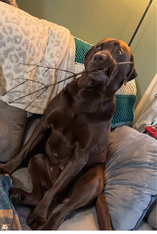 When your dog always brings branches home 🐶😂🤣🤪🥰#usa #funnyvideos #animals #dogsoftiktok #doglover #fyp #funnydog #pet #dog 