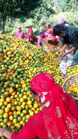 हाम्रो सानि फुपुको सुन्तला गोदाम है गाइजहरु #tanahunmuser #bandipur#