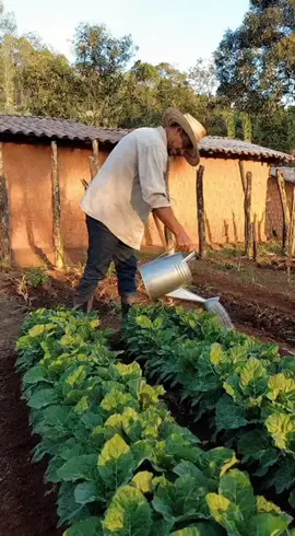 #vidasimples #roça #fazenda 