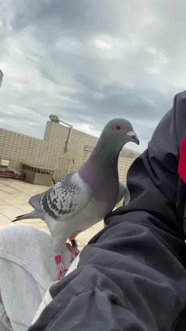 #زاجل_البصرة #زاجل_سباق #حمام_الزاجل_الاصيل #بغداد_بصرة_موصل_الكويت_الخليج_دبي_ #الشعب_الصيني_ماله_حل😂😂 