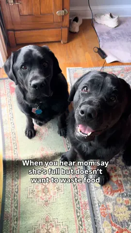 We were born for this #blacklab #labrador #labradorretriever #lab #dog 