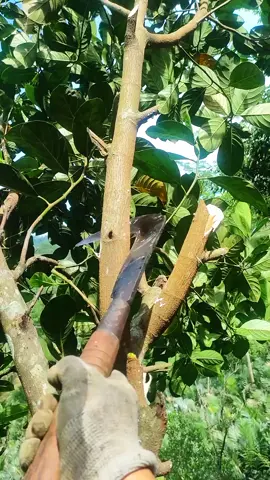 salam pengaritan indonesia. nutuh godong Nangka cah. . #sobatngaret #tukangngaritindonesia #peternakmuda #fyp #tiktok 