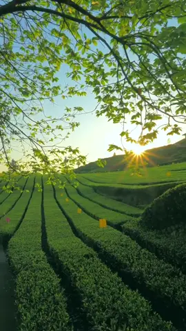 Cảnh đẹp quá các bác nhỉ#tràtháinguyên #tràtâncương #tràhảohạng #tràthơm #tràngon 