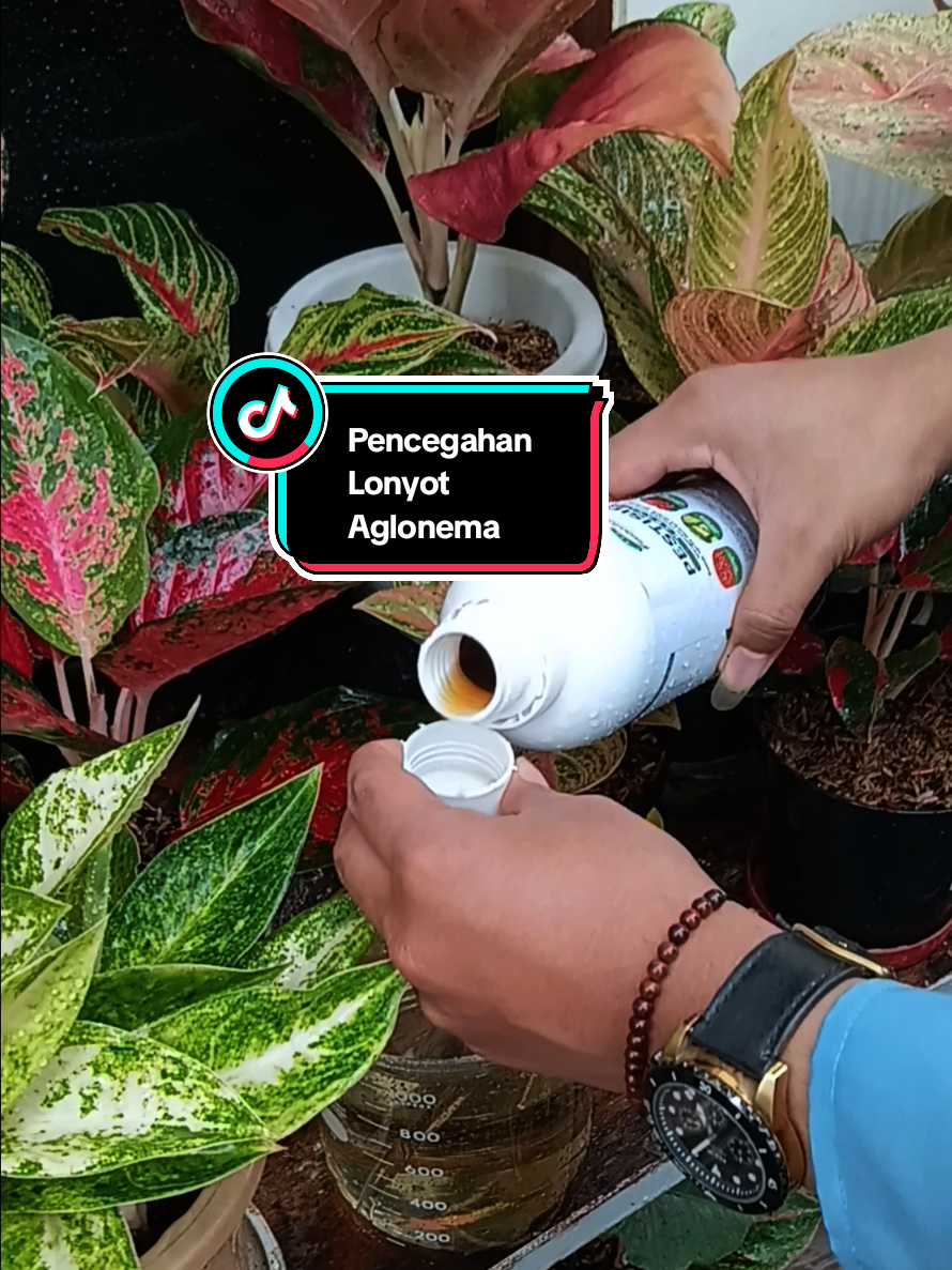 Pencegahan Lonyot Aglonema dengan penggunaan pestisida nabati all in one (insektisida, bakterisida, fungisida) sekaligus   #aglonema  #aglonemaindonesia  #aglaonema  #pestisidanabati  #omahobama 