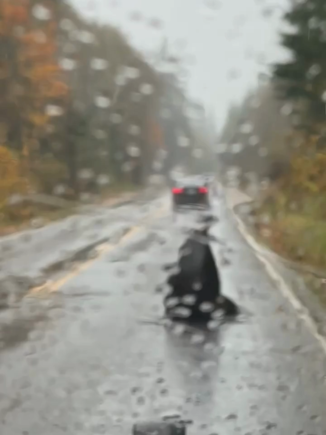 UNEXPECTED COMMUTER 🦭: A wayward sea lion ventured onto a public roadway in Cosmopolis, Washington and was greeted by a member of the Cosmopolis Police Department. Let's just say it didn't get a speeding ticket. #animals #washington
