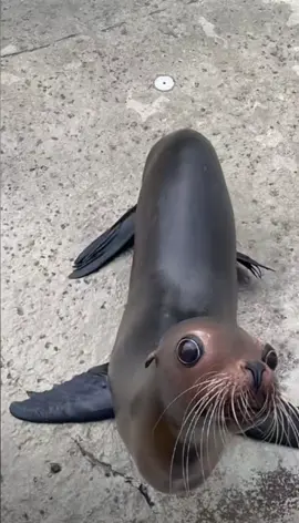 #seal #sealion #fpyシ #sound 