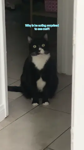 Cats are so funny dude 😭🖤🐈‍⬛ #cats #cat #tuxedocat 