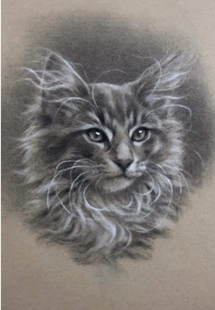 Charcoal sketch on toned paper  Materials Used: ▪️ Strathmore 400 series toned sketchbook ▪️ Generals 6b charcoal pencils ▪️W&N Vine charcoal ▪️Paint brush ▪️Golden Titanium white acrylic paint ▪️Titanium white PanPastel #cats #drawing #art