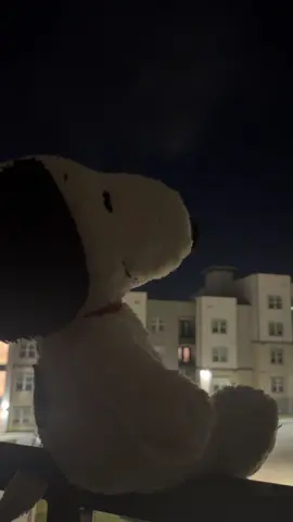 I don’t think I can #snoopy #landslide #thechicks #stevienicks 